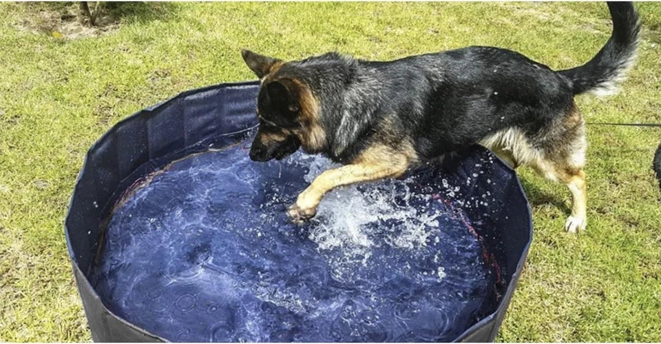 Piscina per Cani 120 x 120 x 30 h cm piscina per bagno cani e animali con scaric